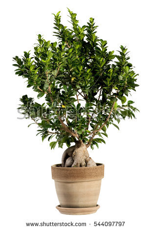 Ficus Bonsai Stock Photos, Royalty.