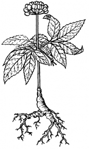 Ginseng Clip Art Download.