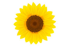 Clipart sonnenblume.