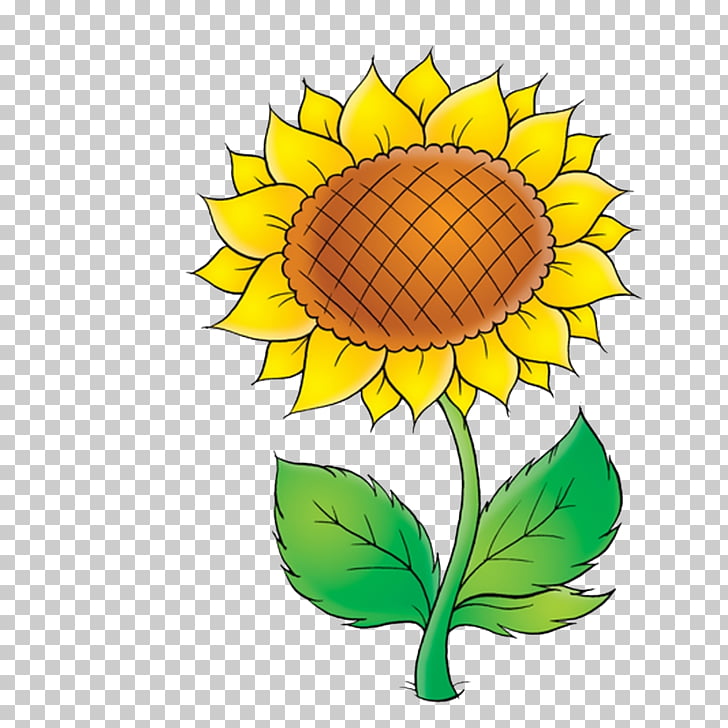 Common sunflower Drawing , girassol PNG clipart.