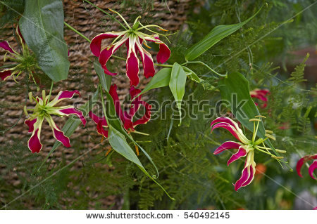 Gloriosa Lilies Stock Photos, Royalty.