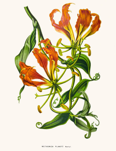 Glory Lily Flower 19th Century Illustration Clip Art, Vector.