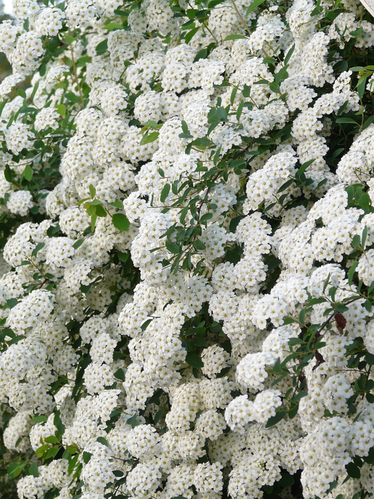 Free photo: Glory Spierstrauch, Flowers, White.