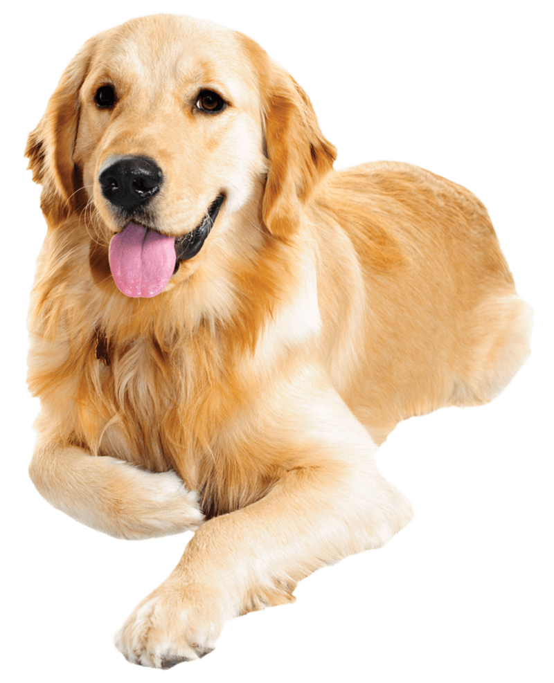 Download Free png Golden Retriever PNG Transparent Images.