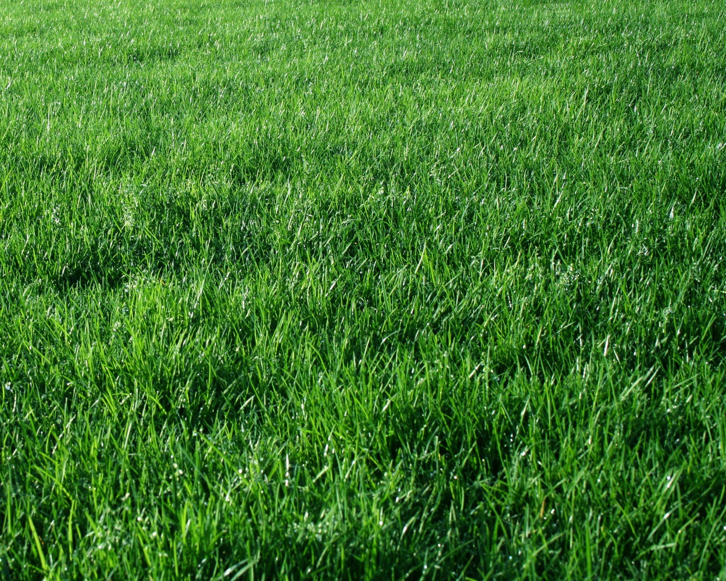 Green Grass Background.