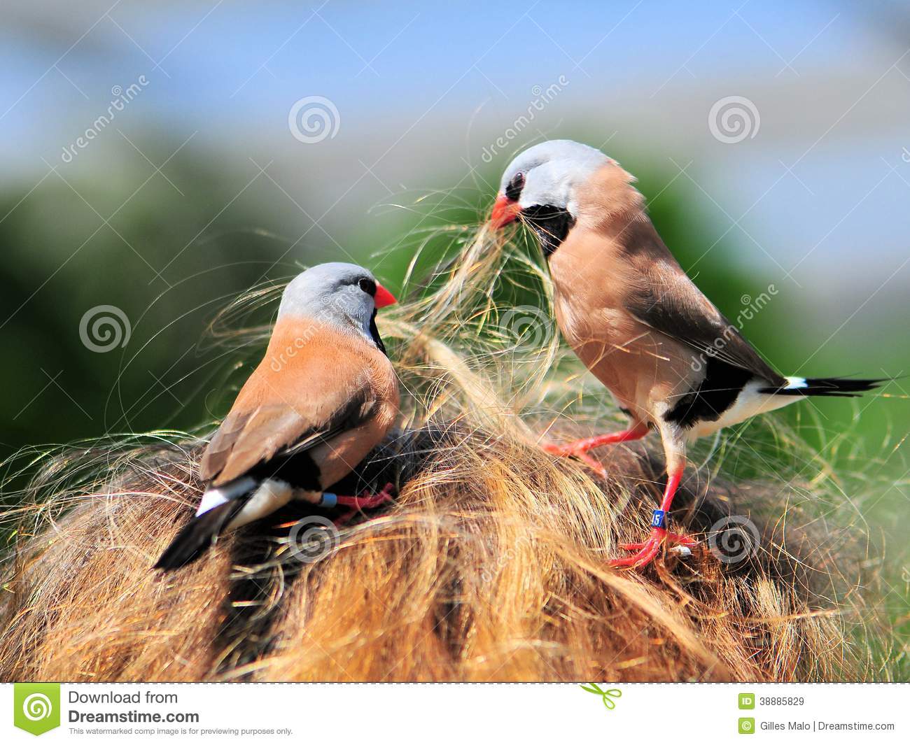 Heck's Grass Finch Stock Photos, Images, & Pictures.