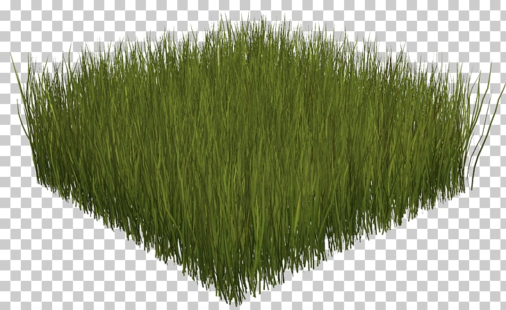 Portable Network Graphics Adobe Photoshop, field grass PNG.