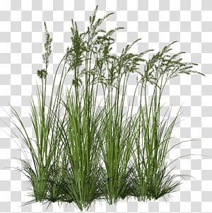 Grass Hope transparent background PNG clipart.