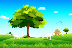 Sheep Grassland Stock Illustrations.