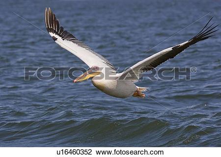 Stock Photo of Great White Pelican flying over water, Namibia.