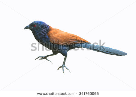 Red Eye Bird Greater Coucal On Stock Photo 341760065.