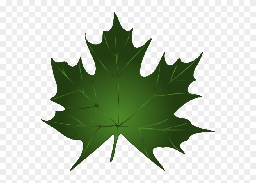 Green Maple Leaf Clipart Kid.