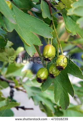 Unripe Berry Stock Photos, Royalty.