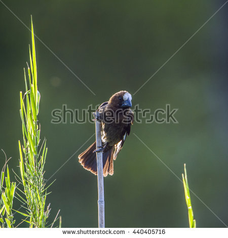 Grosbeak Stock Photos, Royalty.