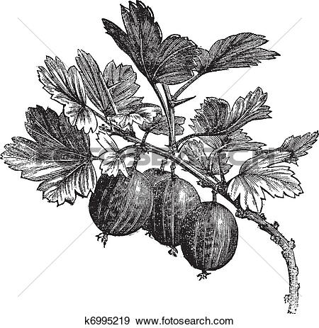 Clip Art of Gooseberry (Ribes grossularia) vintage engraving.