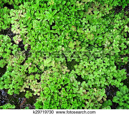 Stock Photography of Ground Cover Succulents k29719730.