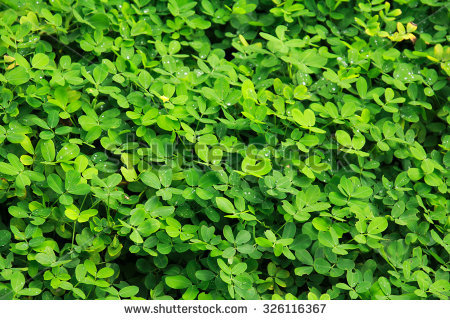 Free Pinto peanut is a ground cover plant Photos.