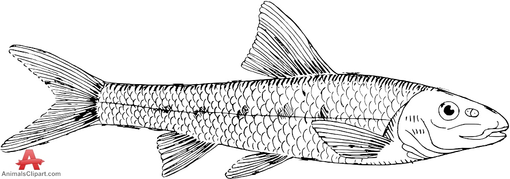 Gudgeon Fish Drawing Clipart.