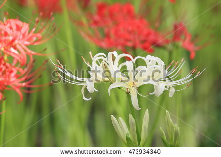 spider Lilies" Stock Photos, Royalty.