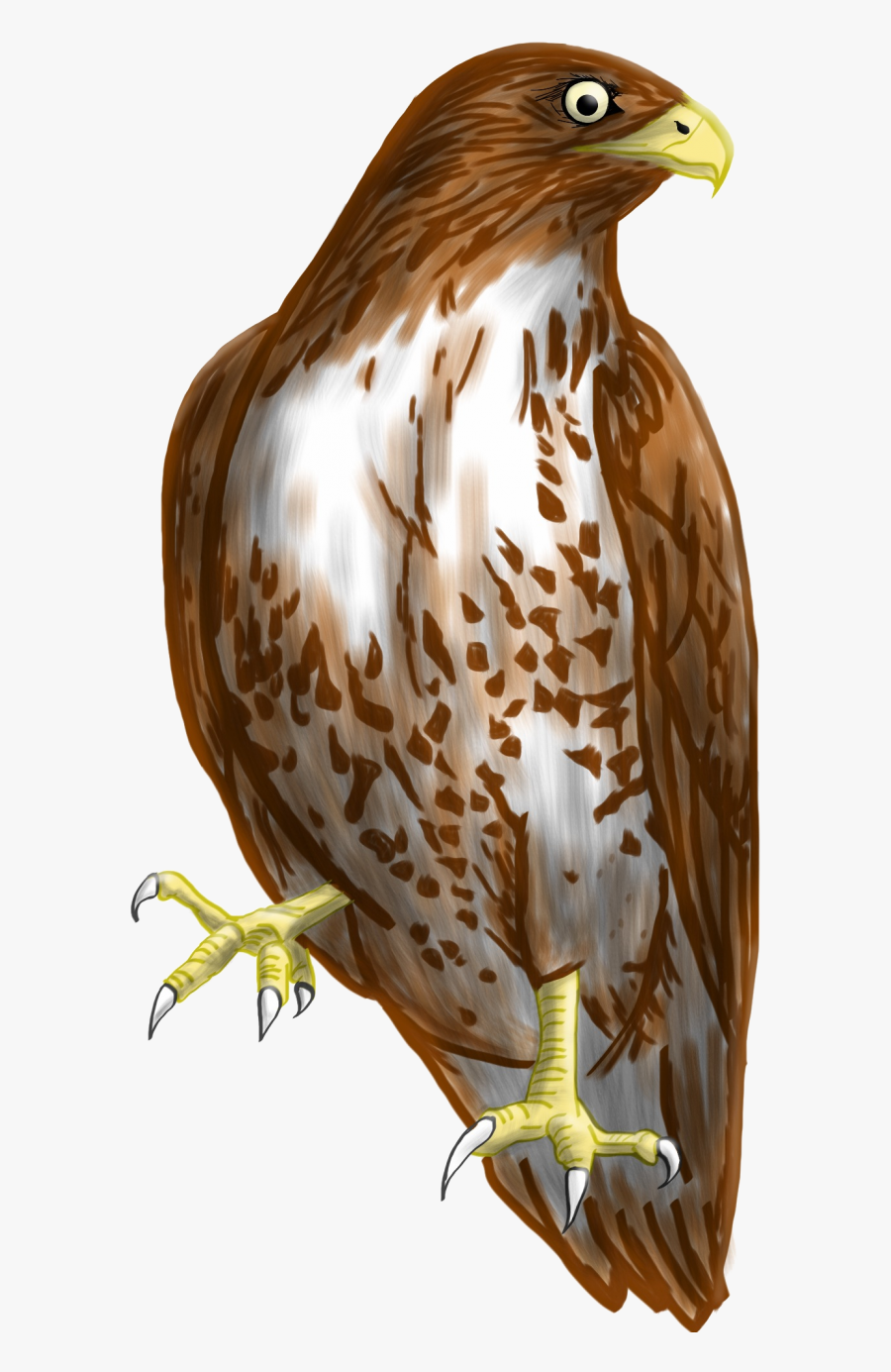 Transparent Background Hawk Clipart , Free Transparent.