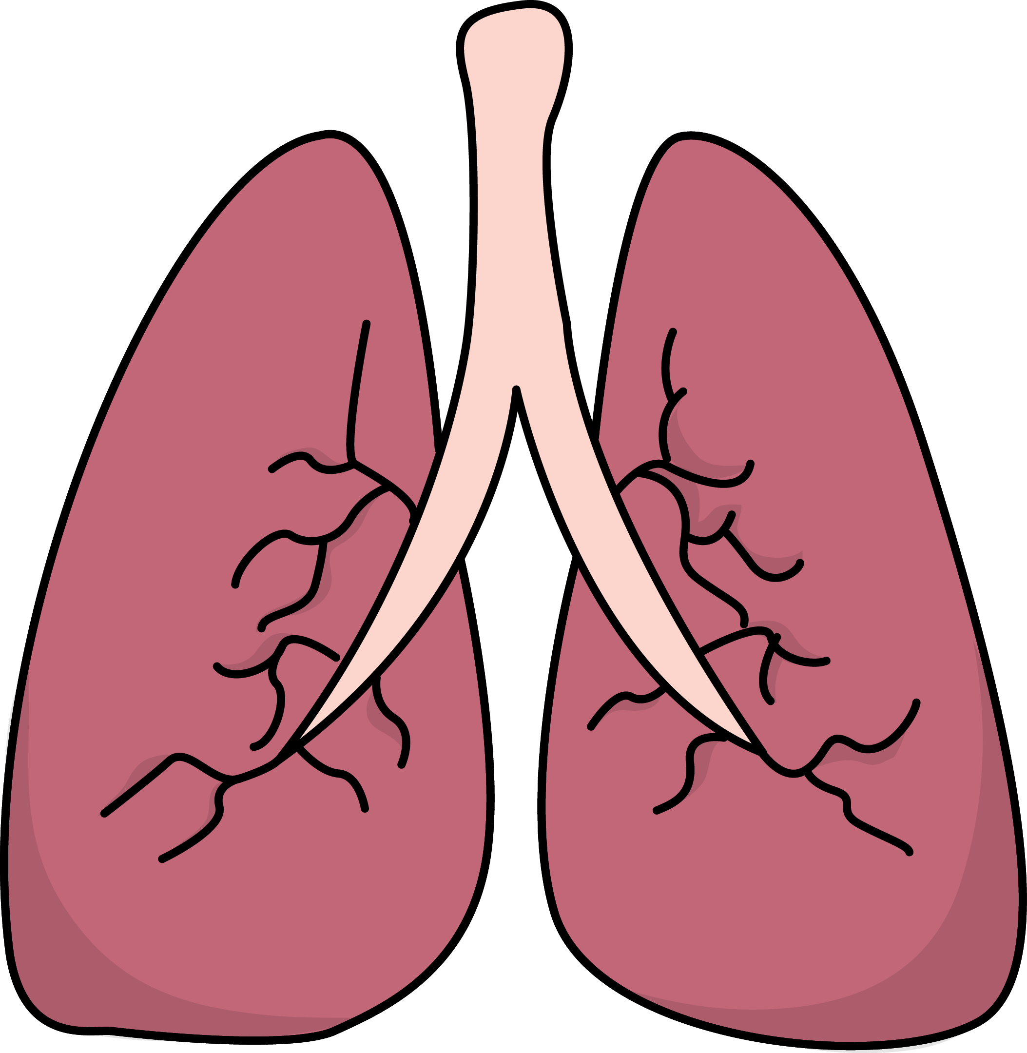 716 Lungs free clipart.