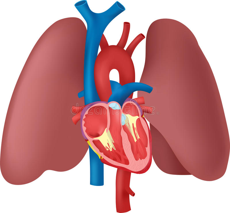 493 Lung free clipart.