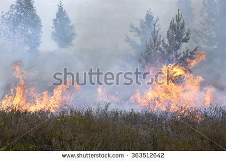 Viesinsh's Portfolio on Shutterstock.