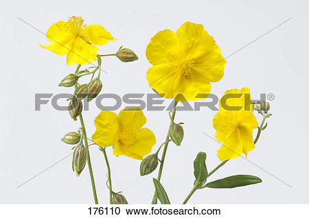 Stock Photography of Rock Rose (Helianthemum nummularium), flowers.