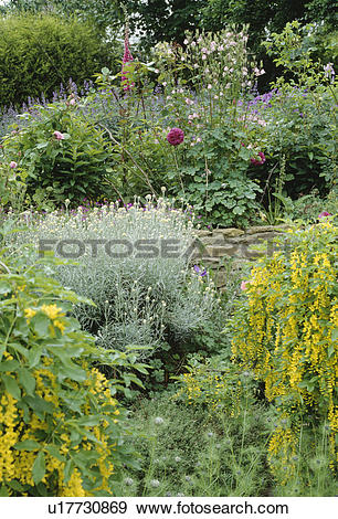 Stock Photograph of Yellow lysimachia and grey helichrysum.