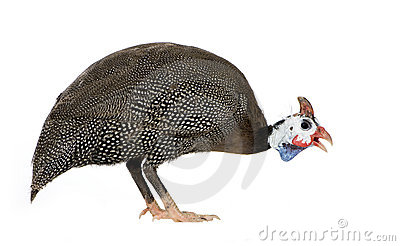 Helmeted Guinea Fowl.