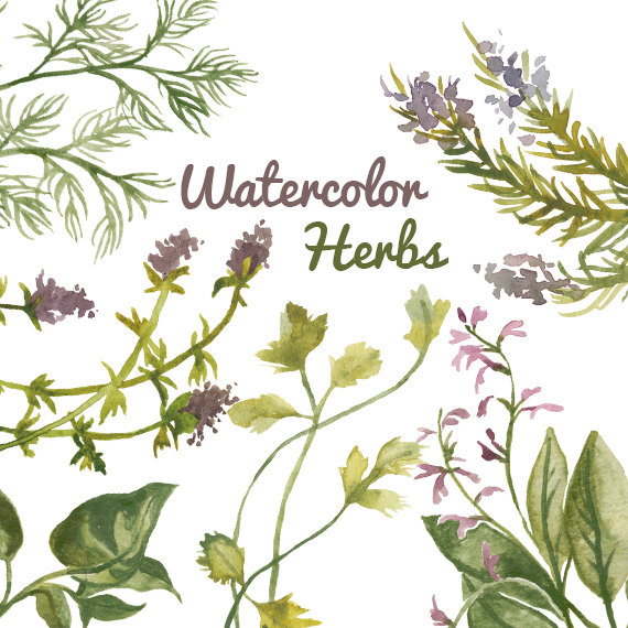 Watercolor Herb Plant Flower Clip Art for by DigitalPressCreation.