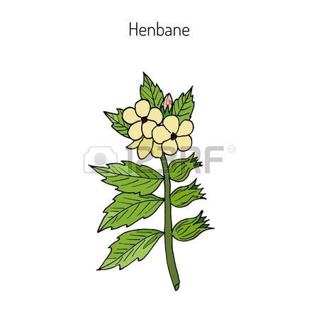 144 Herbology Stock Illustrations, Cliparts And Royalty Free.