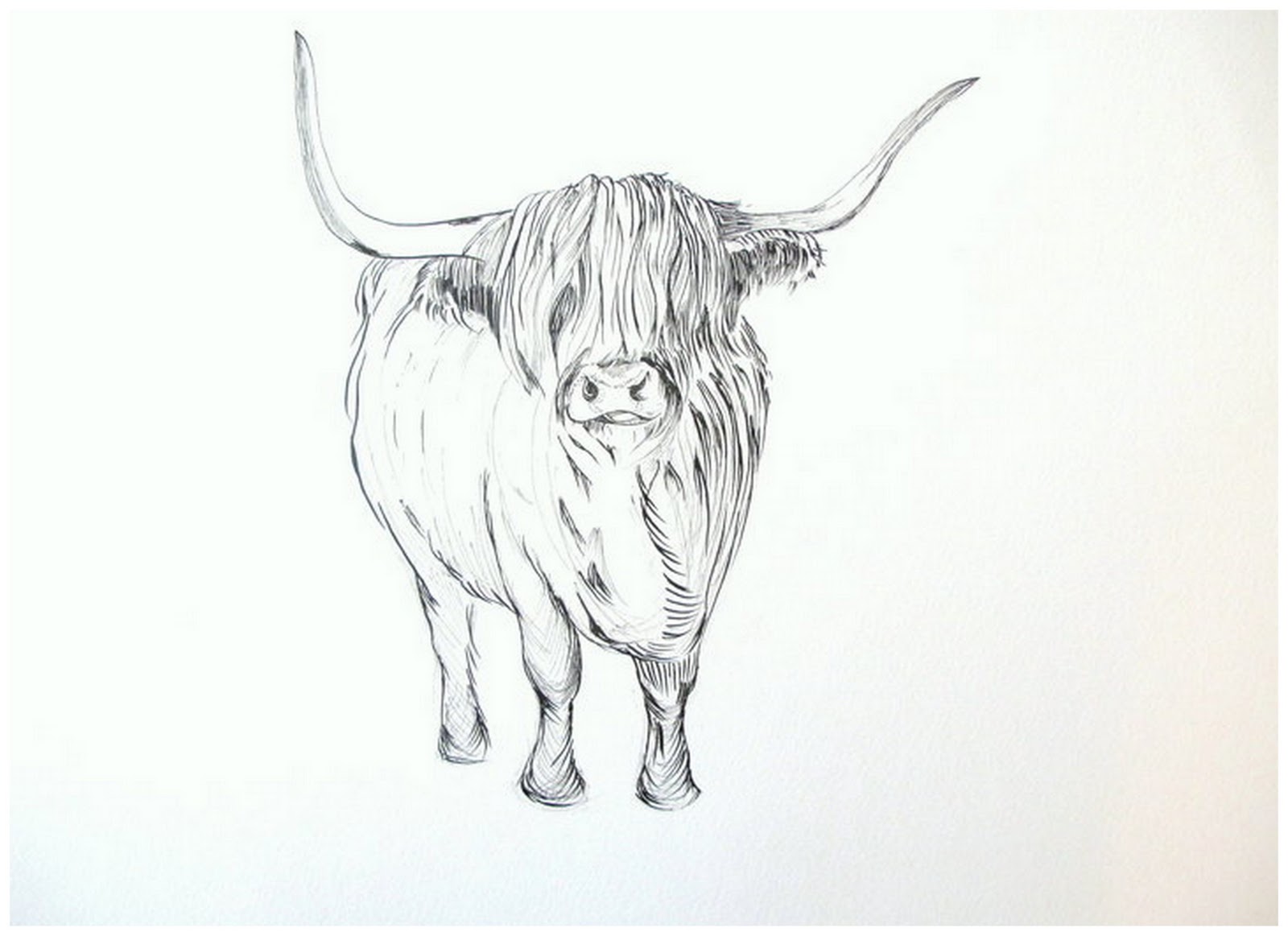 Details about HELEN ROSE Limited Print of my HIGHLAND COW original.