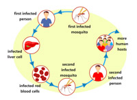 Search Results for malaria.