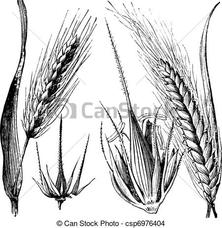 EPS Vector of Common barley or Hordeum vulgare, Barley hinge or.