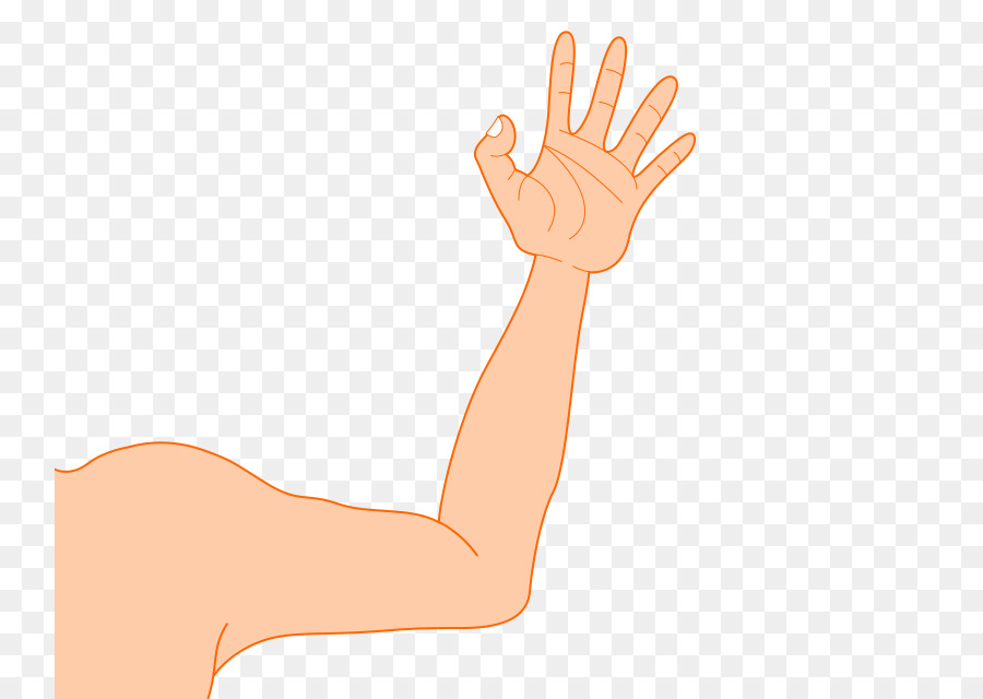 Arm Muscle Human body Clip art.