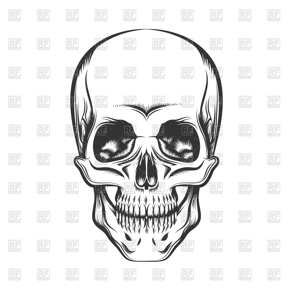 Black and white human skull Stock Vector Image.