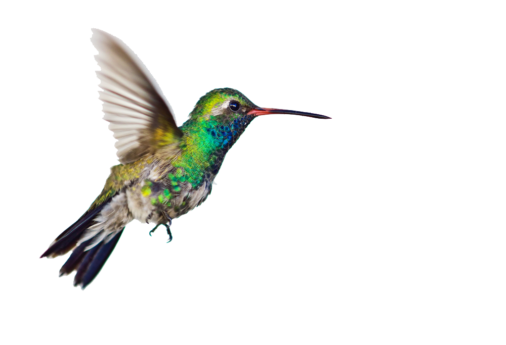 Download hummingbird clipart PNG Image for Free.