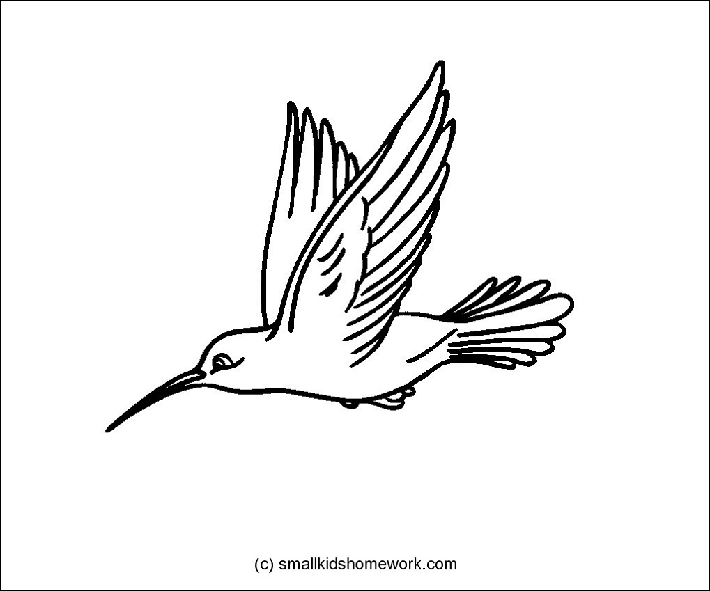 Hummingbird outline picture.