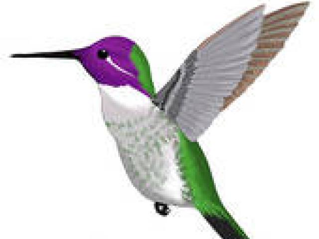 Free Hummingbird Clipart, Download Free Clip Art on Owips.com.