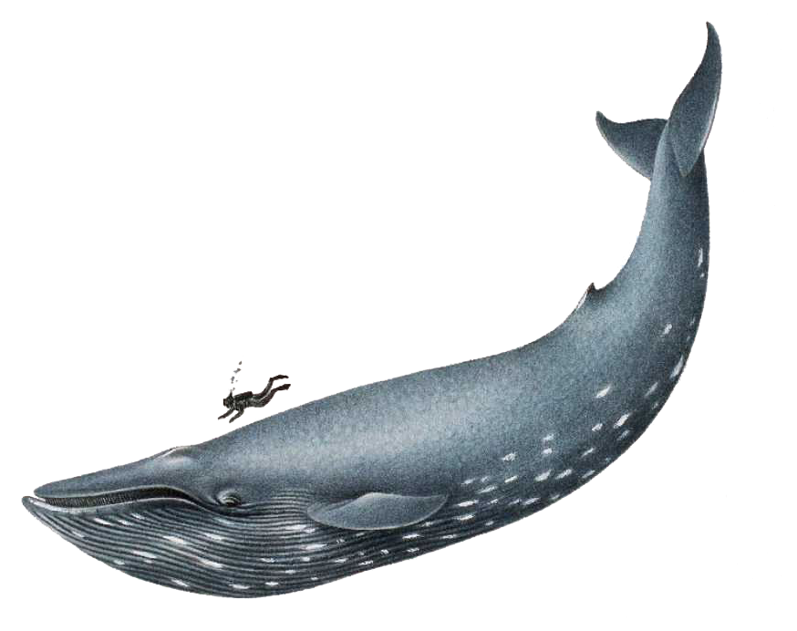 Humpback Whale Breaching Clipart.