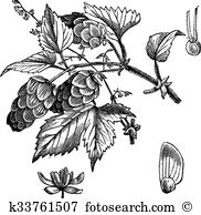 Humulus lupulus Clipart Vector Graphics. 12 humulus lupulus EPS.