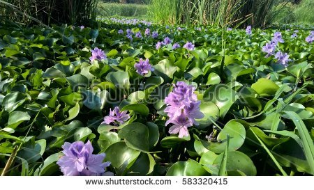 Water Hyacinth Stock Images, Royalty.