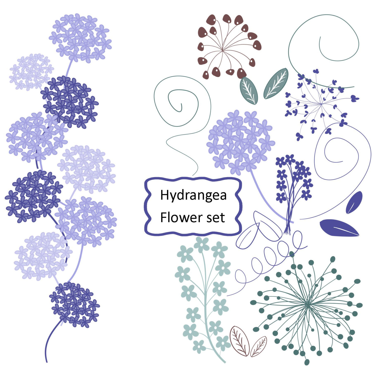 Hydrangea Clipart.