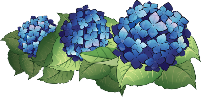 Hydrangea Clipart.