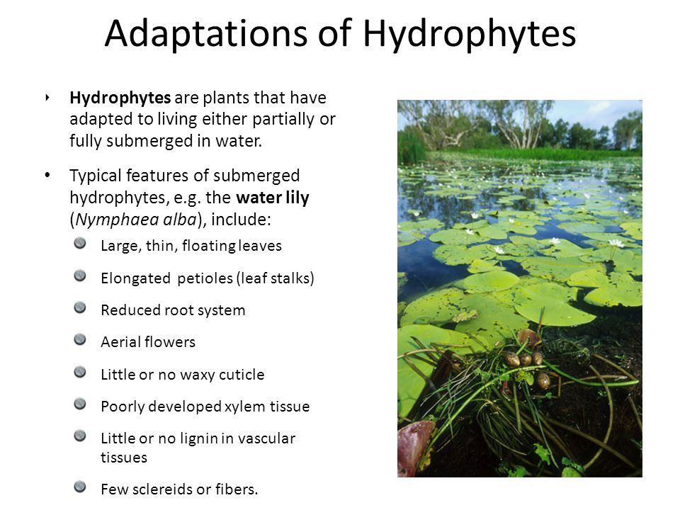 hydrophyte.