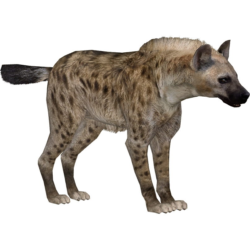 Hyena, Animal, PNG, Transparent Image.