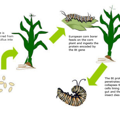 Talking Biotech: Monsanto's Fred Perlak talks efficacy, safety of.