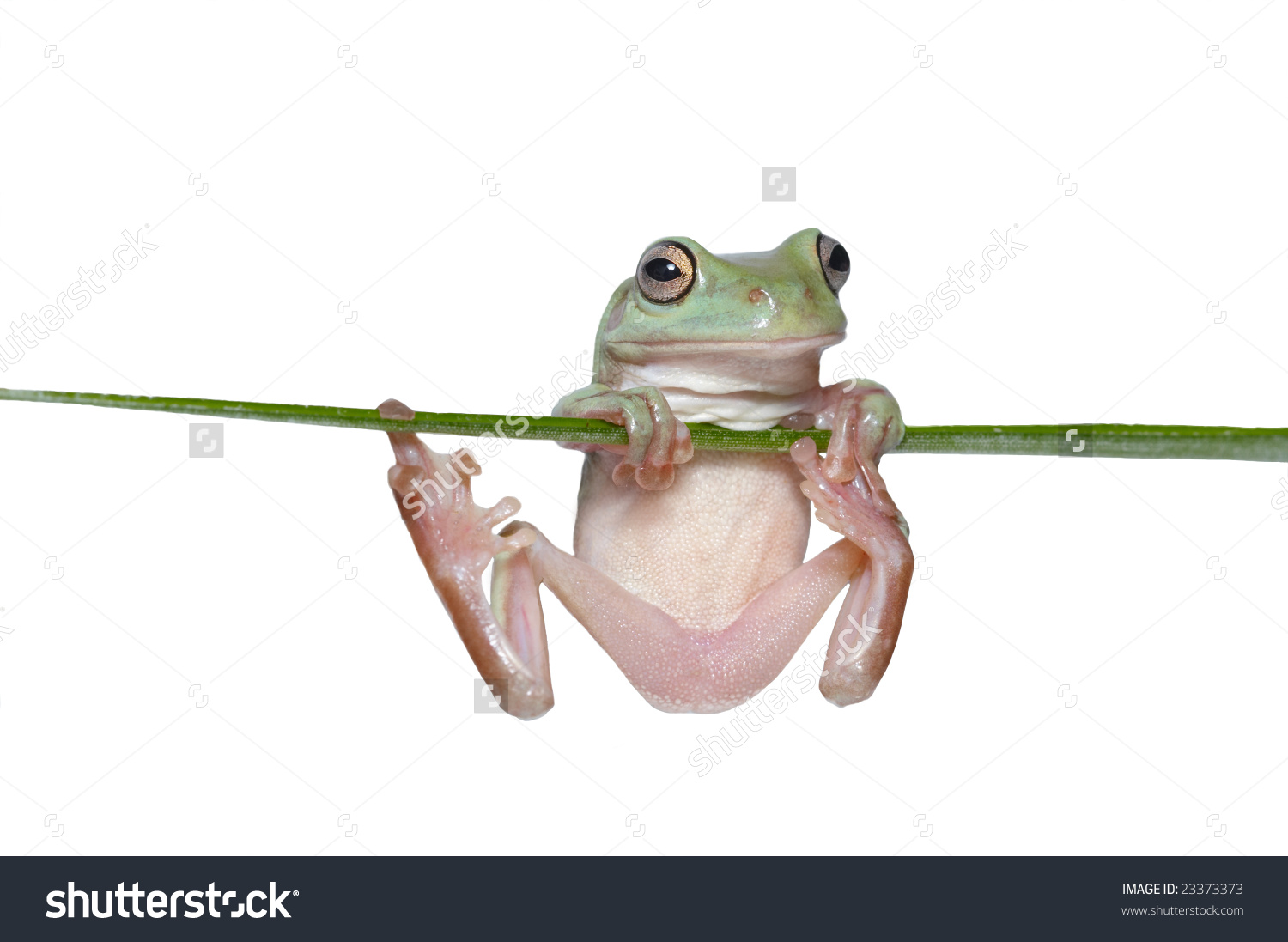 Australian Tree Frog Litoria Caerulea Hang Stock Photo 23373373.