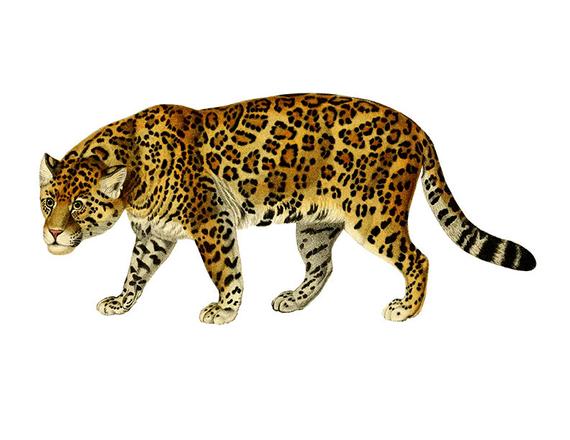 Vintage Jaguar Clipart, Jaguar Clipart, Children's Wall Art.